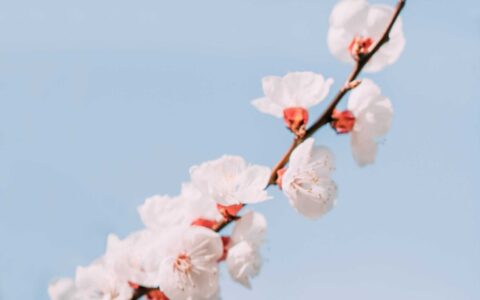 描写春天的阳光的句子（春暖花开的心情说说）