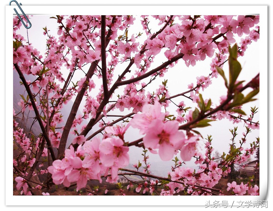 幼儿园唐诗必背100首（幼儿启蒙唐诗大全）