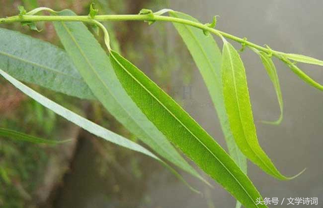 幼儿园唐诗必背100首（幼儿启蒙唐诗大全）