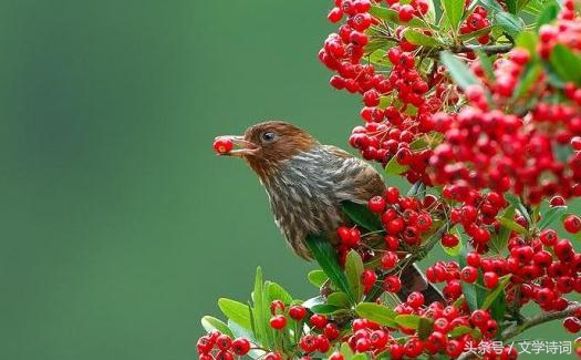幼儿园唐诗必背100首（幼儿启蒙唐诗大全）