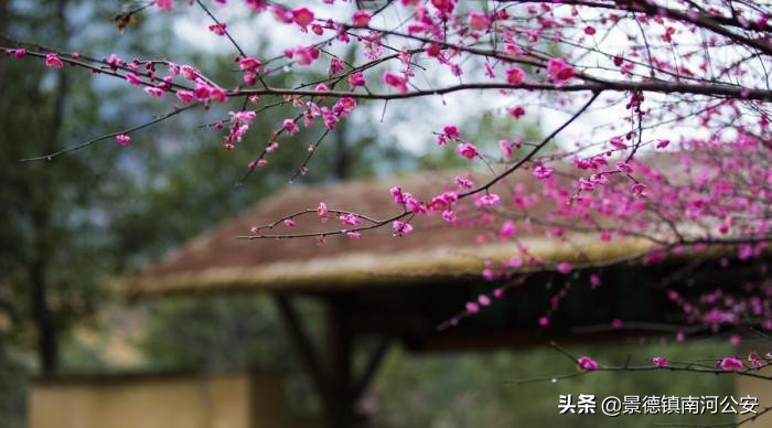 落红不是无情物是谁写的（己亥杂诗其五诗文赏析和解读）