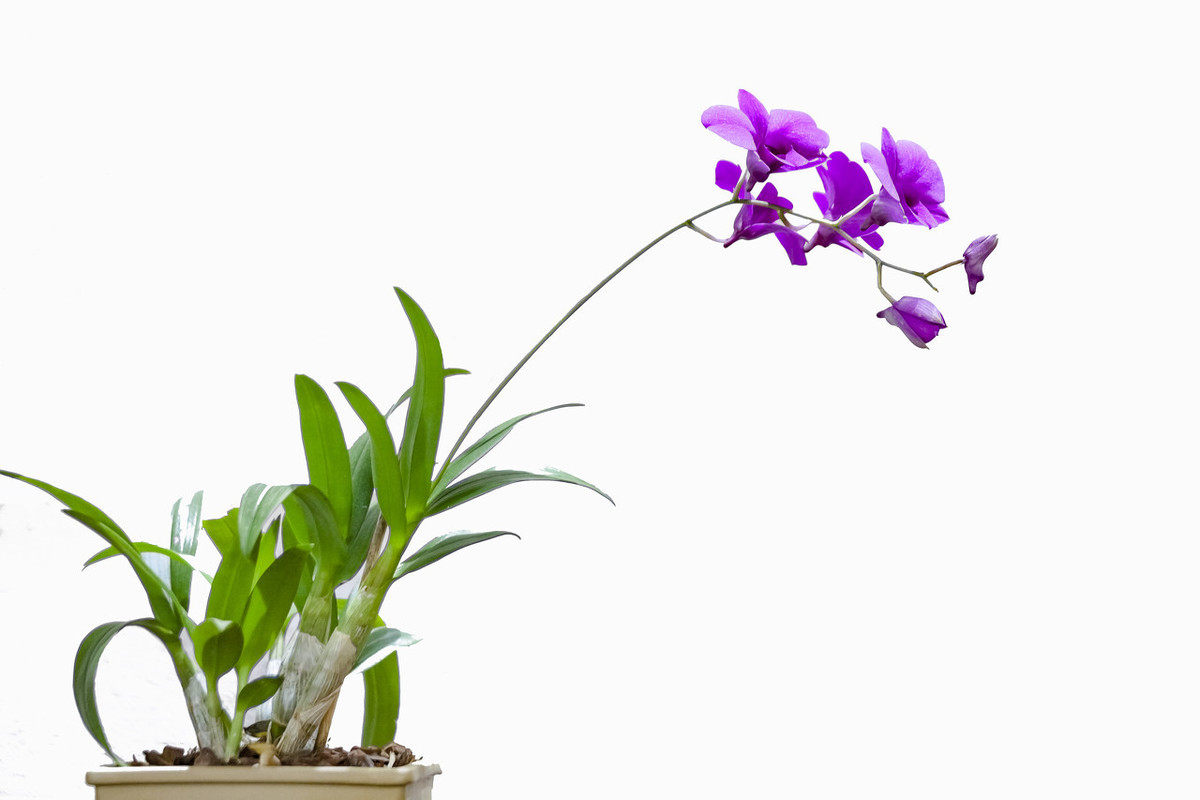 关于梅兰竹菊的诗句（梅兰竹菊四首经典诗句）