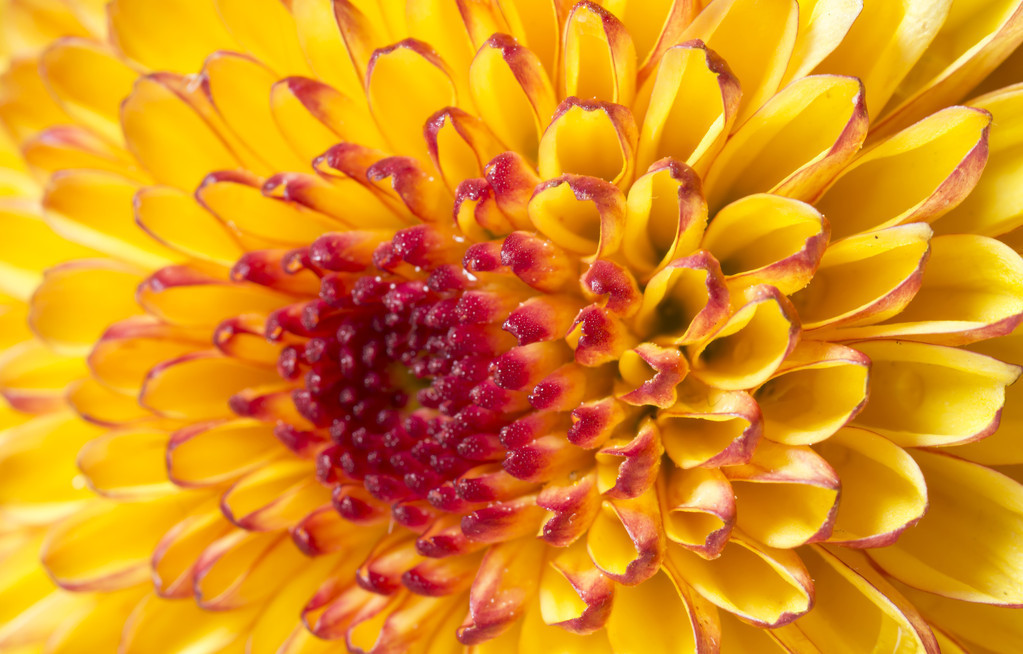 关于梅兰竹菊的诗句（梅兰竹菊四首经典诗句）