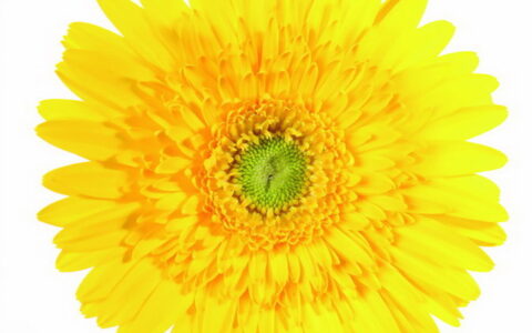 菊花的诗词名句（描写菊花的诗词）