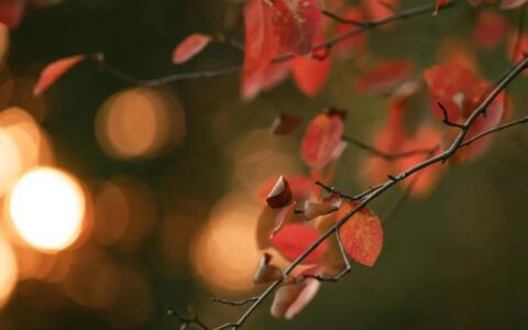 描写蝴蝶的优美句子和段落（蝴蝶发朋友圈说说）