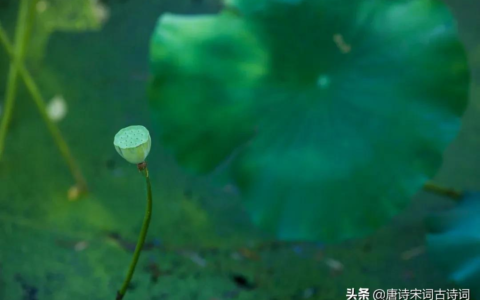 荷花的样子描写一段话（荷花的句子唯美短句）