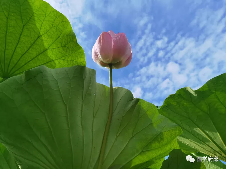 六月的诗句唯美（寓意好的六月古诗）