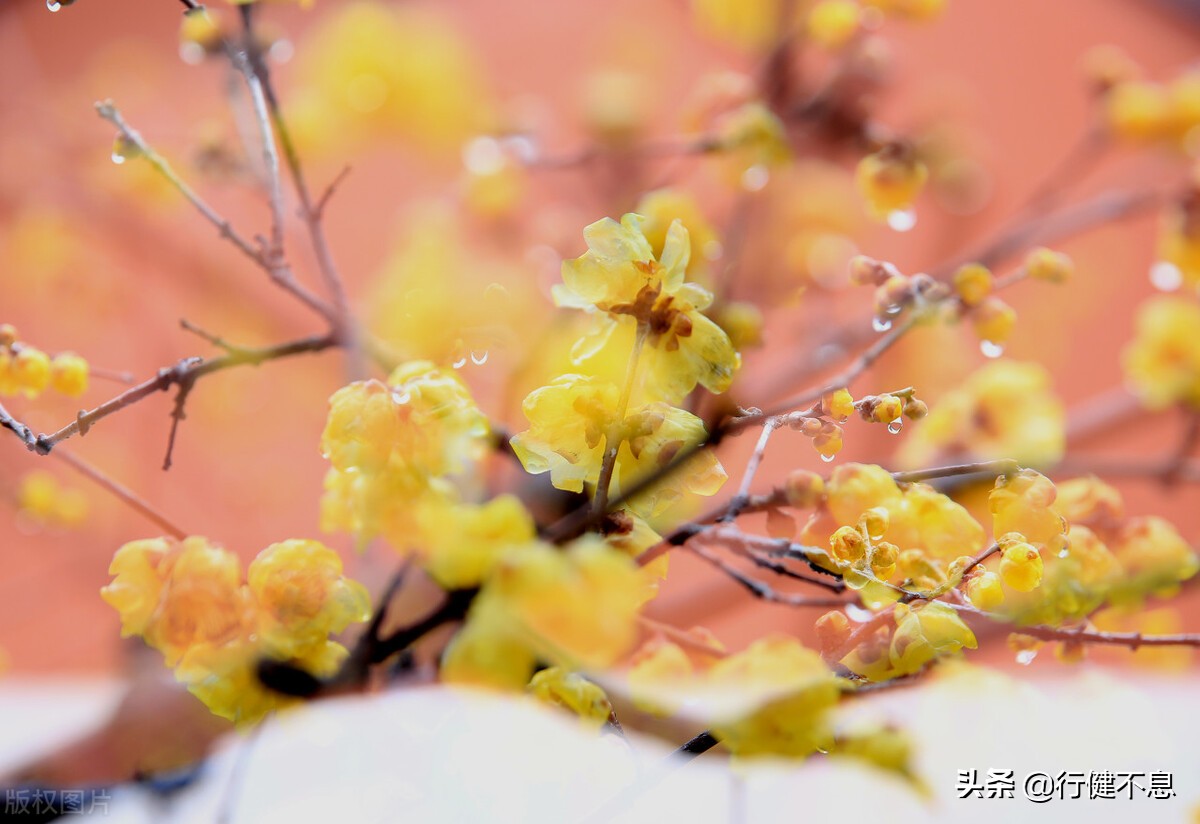 王安石是什么朝代的人（王安石最有名的十首诗）