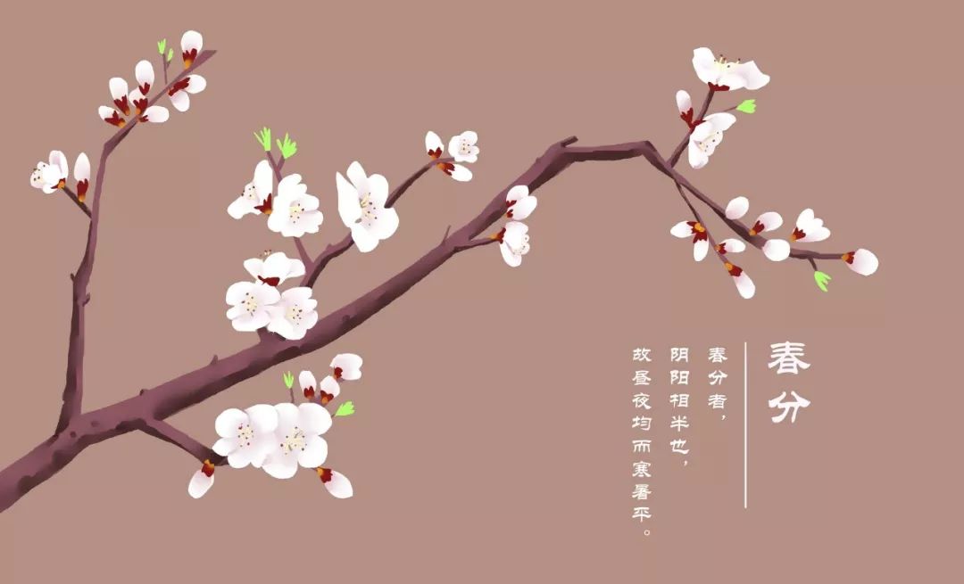 描写杏花的诗句大全（形容杏花的优美短句）