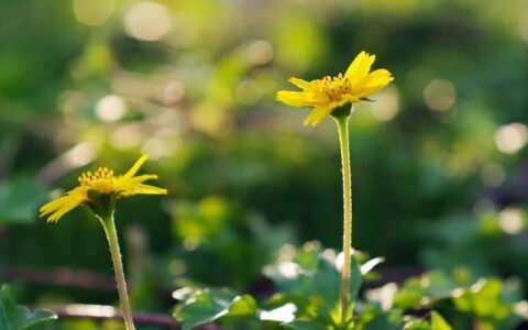 岁月静好优美的短句（写青春的唯美句子摘抄）