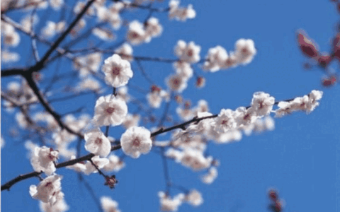 赞美梅花的好句好段（描写梅花的优美句子摘抄）