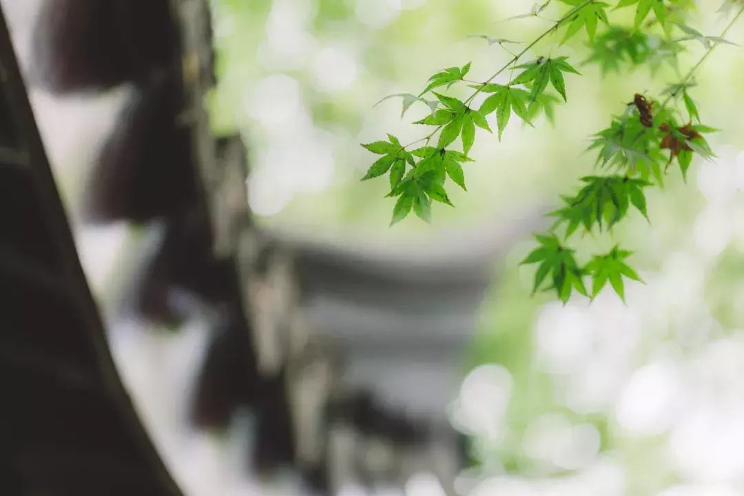 惊蛰古诗有哪几首（关于惊蛰的诗词唯美）