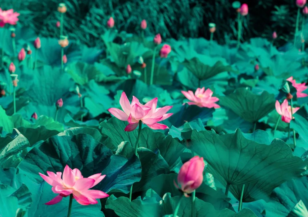 关于夏天的好诗句（夏天的经典诗句）