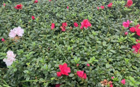 艾青我爱这土地赏析（我爱这土地解析全解）