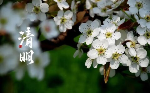 关于清明节的诗句古诗（清明祭奠的诗句）