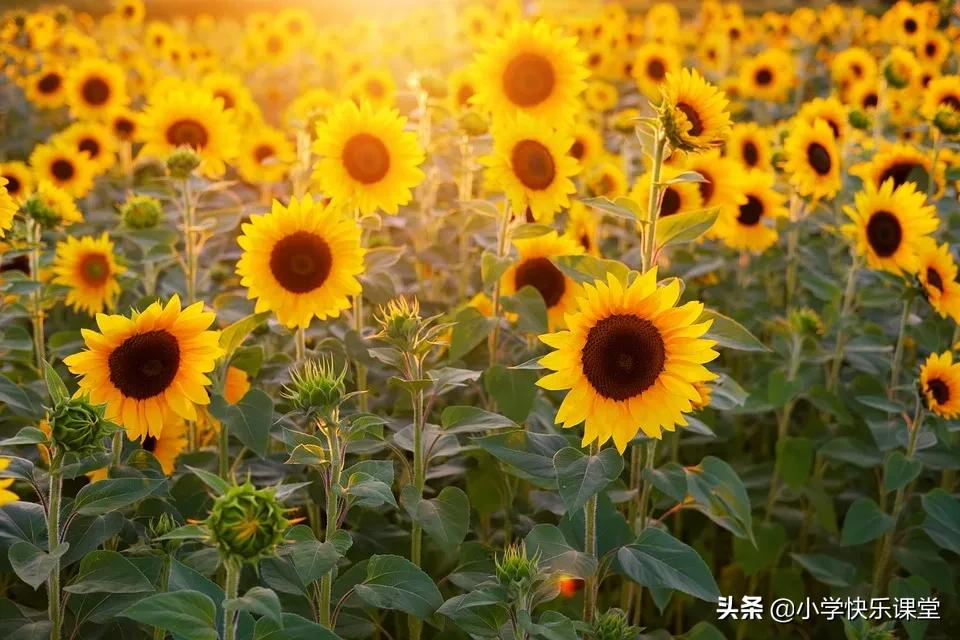 有向日葵的经典短句（太阳花经典短句）