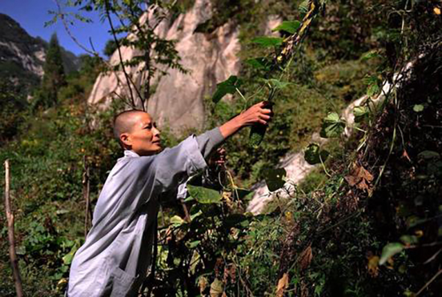 终南山在哪（终南山可以随意隐居吗）