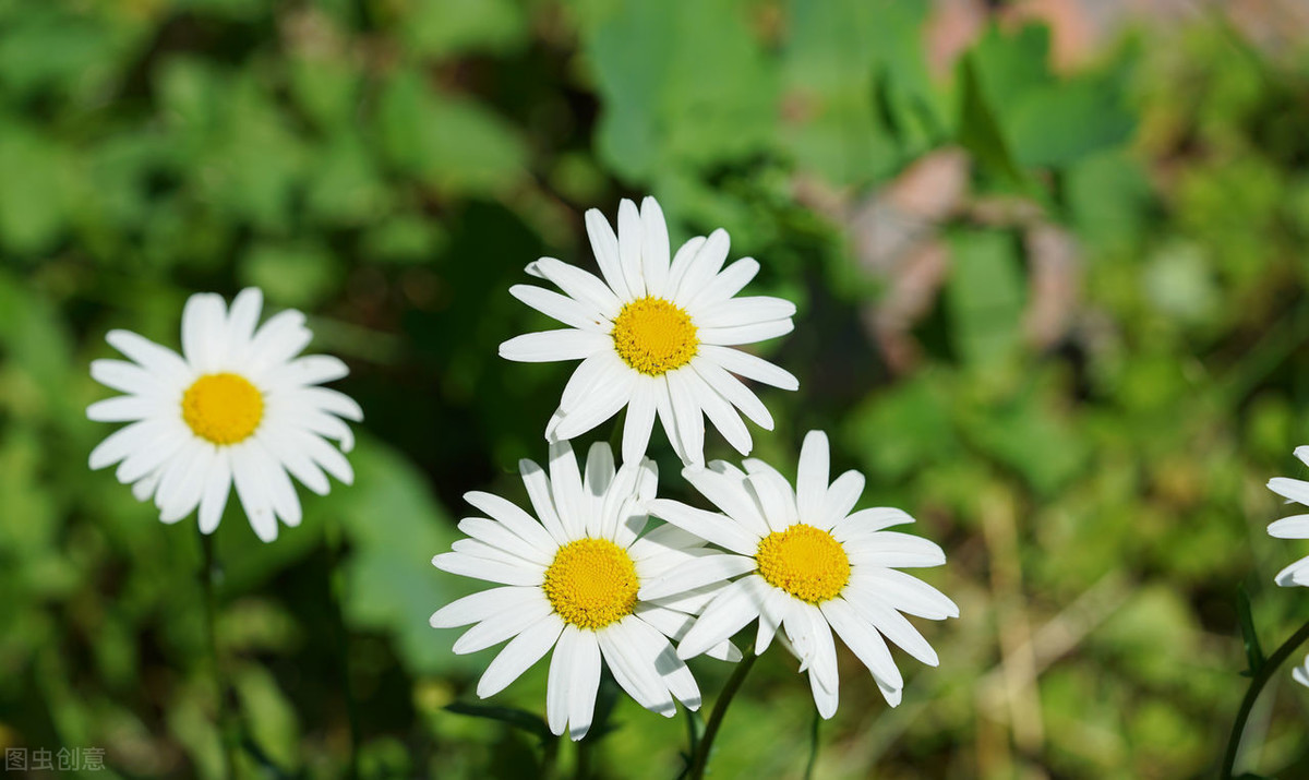 夫妻共同努力共同进步的句子（给夫妻打气正能量激励的短句）