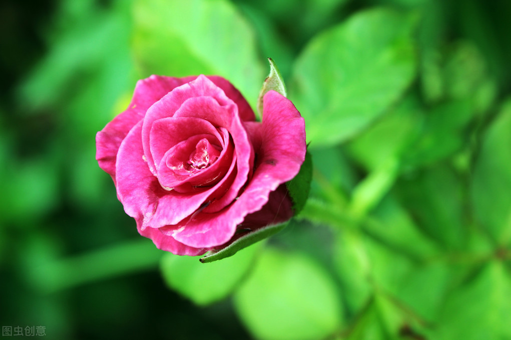 夫妻共同努力共同进步的句子（给夫妻打气正能量激励的短句）