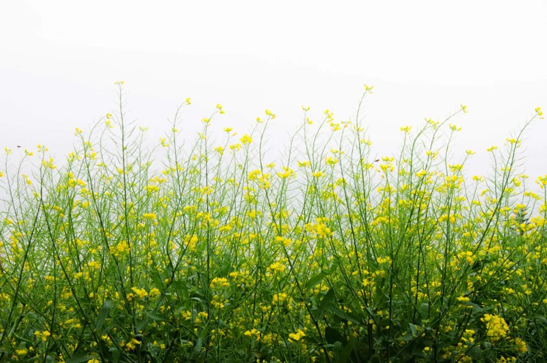 描写春分的诗句有哪些（关于春分的唯美句子）