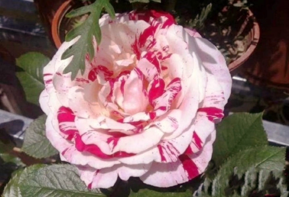 励志有深度有品味的句子（品味生活的唯美句子）