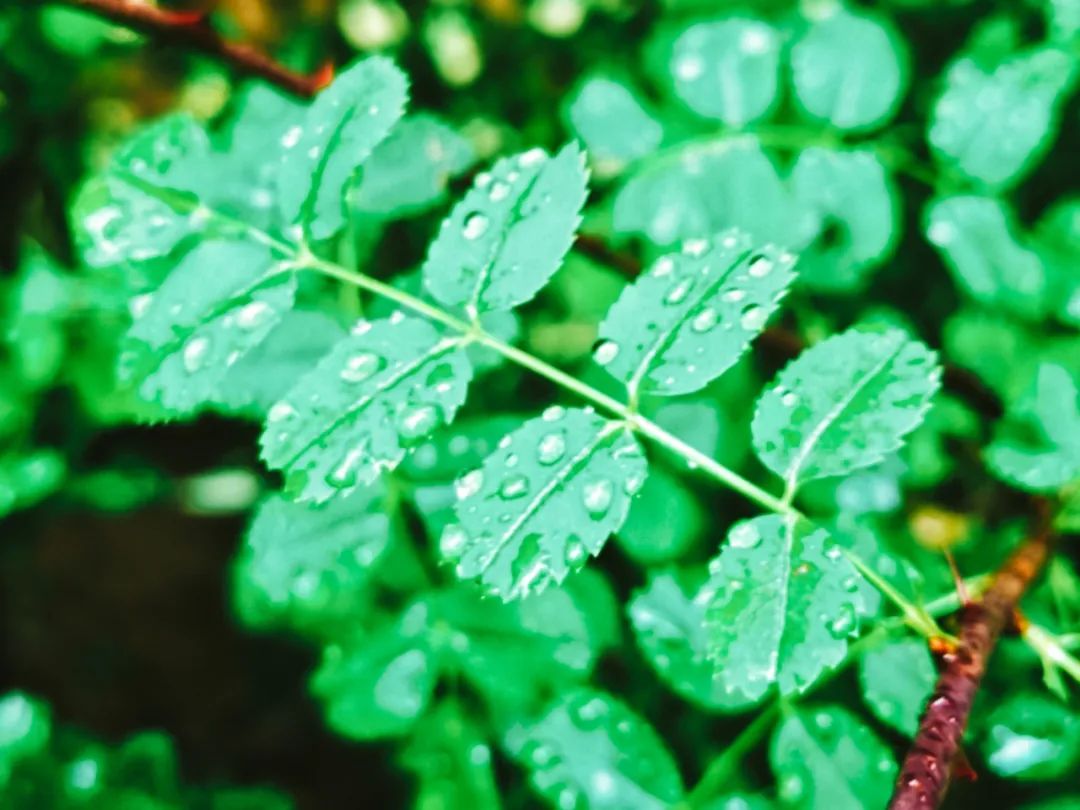 描写春雨的古诗大全（赞美春雨的古诗）