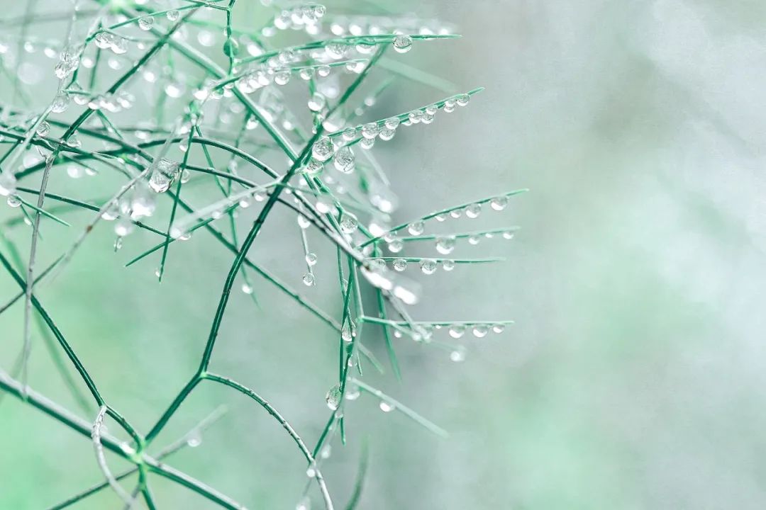 描写春雨的古诗大全（赞美春雨的古诗）