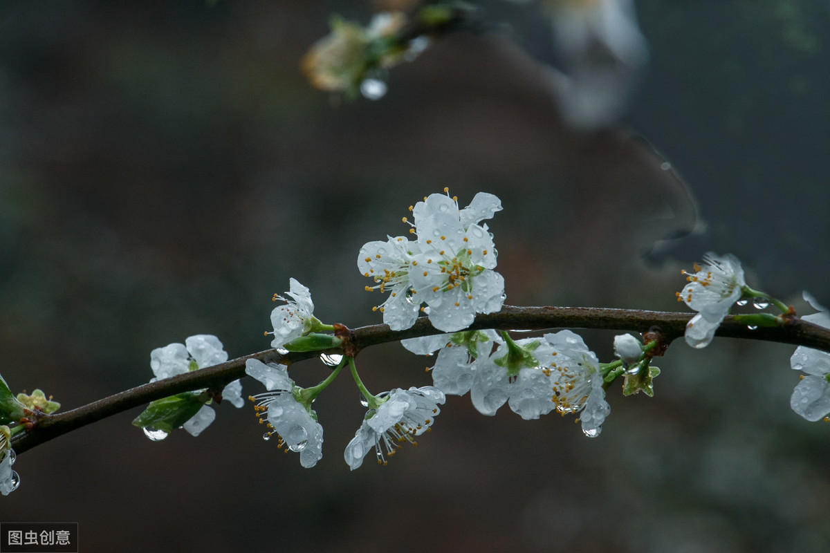 关于梨花的诗句古诗大全（7首绝美古诗词）