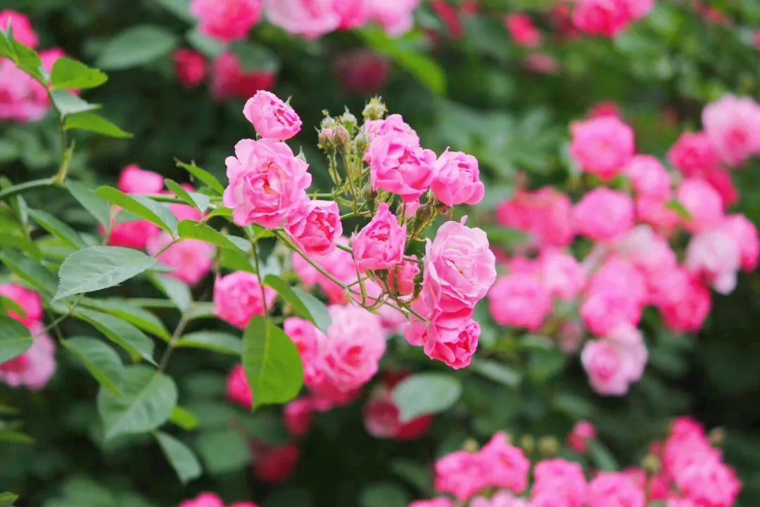 赞美花开放的优美句子（花开得非常好看的赞美诗句）