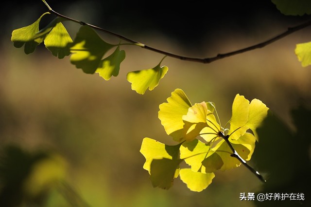 关于银杏叶的唯美诗（银杏的诗句或名言赞美）