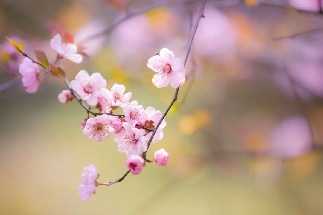 春花的诗句有哪些（描写春花的古诗）