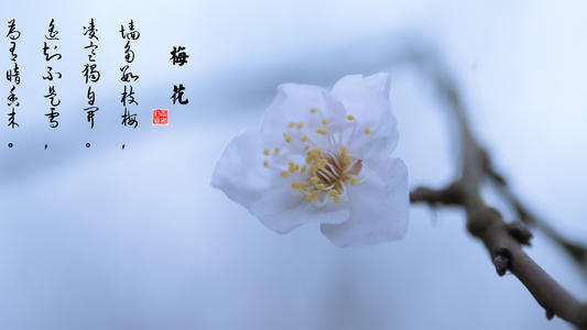 咏梅王安石的诗拼音（王安石的红梅古诗拼音 ）