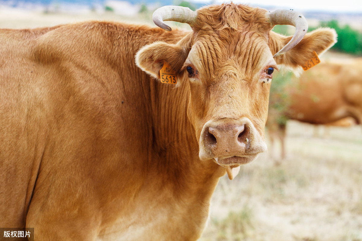 故事庖丁解牛的启示300字（庖丁解牛的人生感悟）