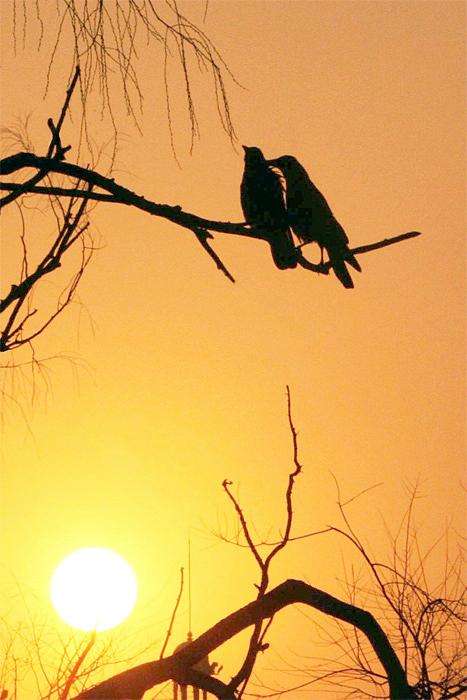 夕阳西下的意思解释（夕阳西下的寓意）