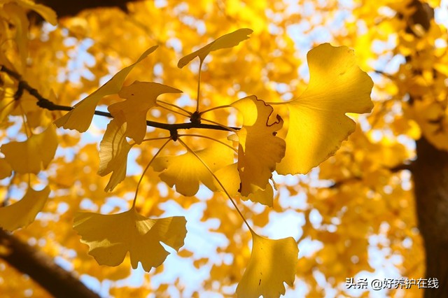 关于银杏叶的唯美诗（银杏的诗句或名言赞美）