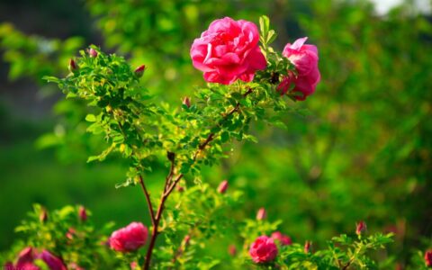 表达我爱你的深情短句（表达我爱你的短句）