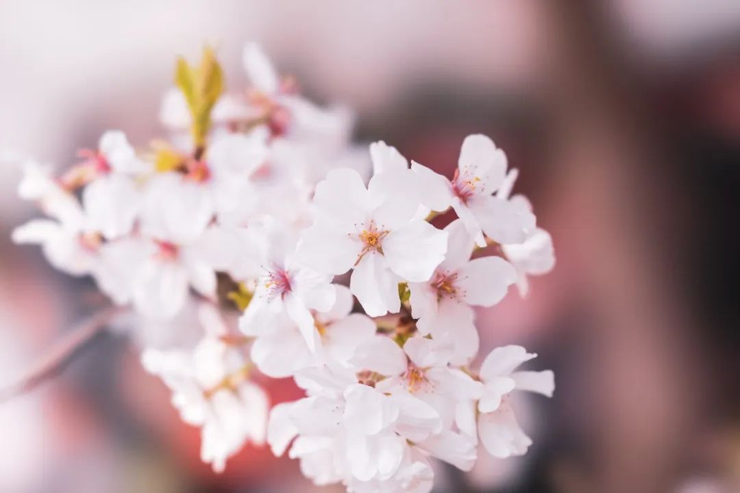 春花的诗句有哪些（描写春花的古诗）