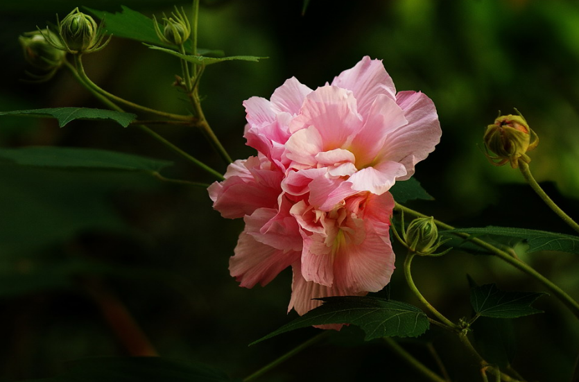 关于芙蓉的诗句古诗（芙蓉花诗七言绝句）