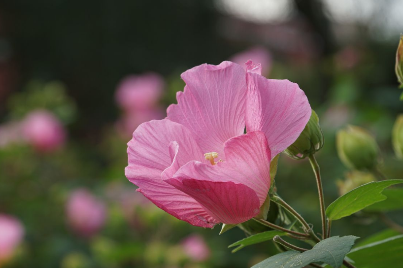 关于芙蓉的诗句古诗（芙蓉花诗七言绝句）