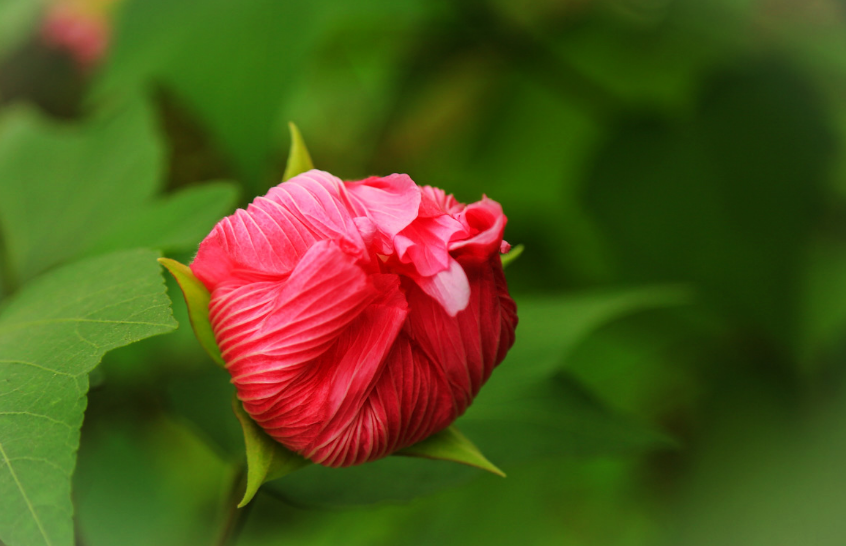 关于芙蓉的诗句古诗（芙蓉花诗七言绝句）
