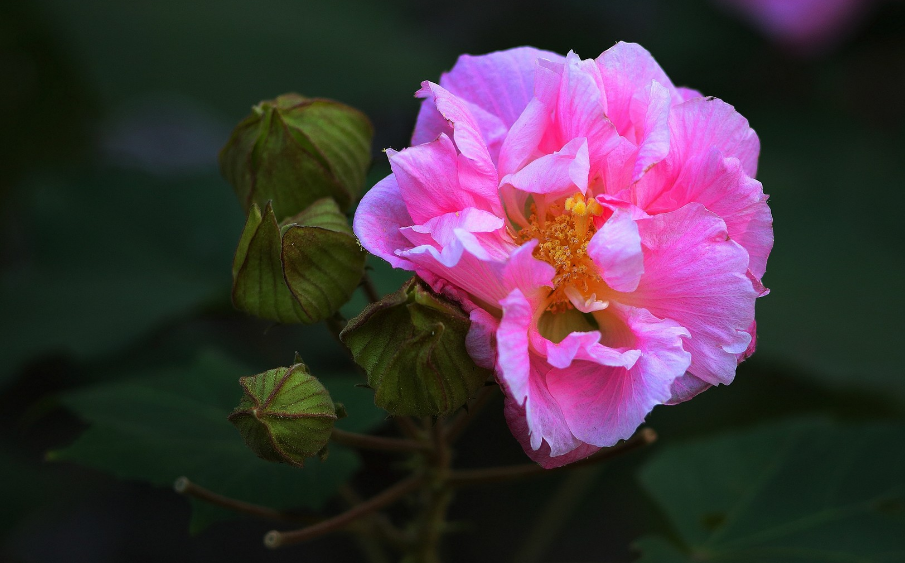 关于芙蓉的诗句古诗（芙蓉花诗七言绝句）