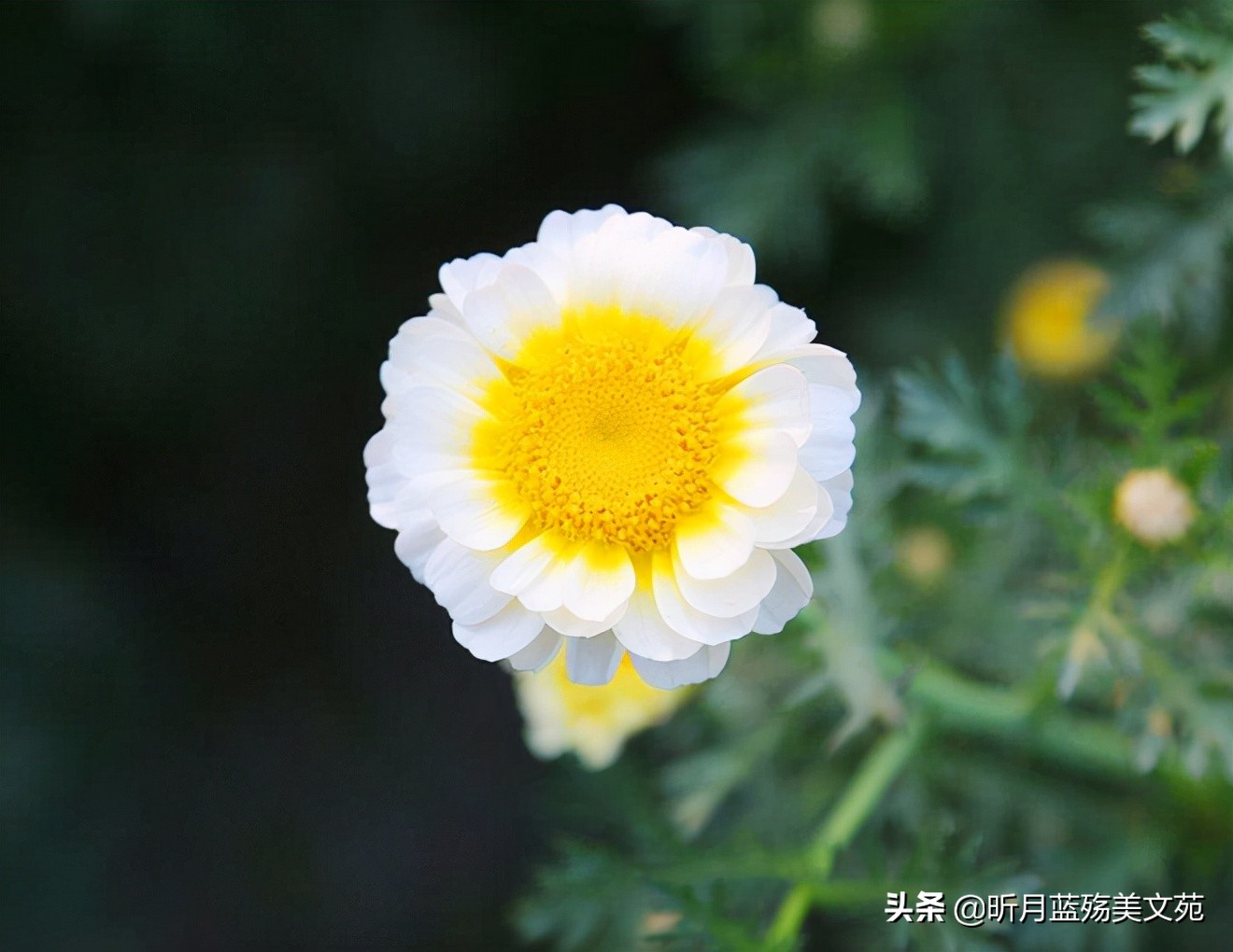 人间真情的优美句子（真情美句摘抄大全）