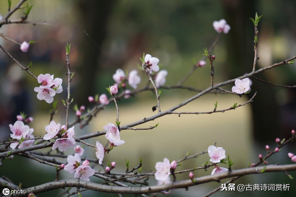 燕歌行曹丕翻译（燕歌行曹丕原文赏析）
