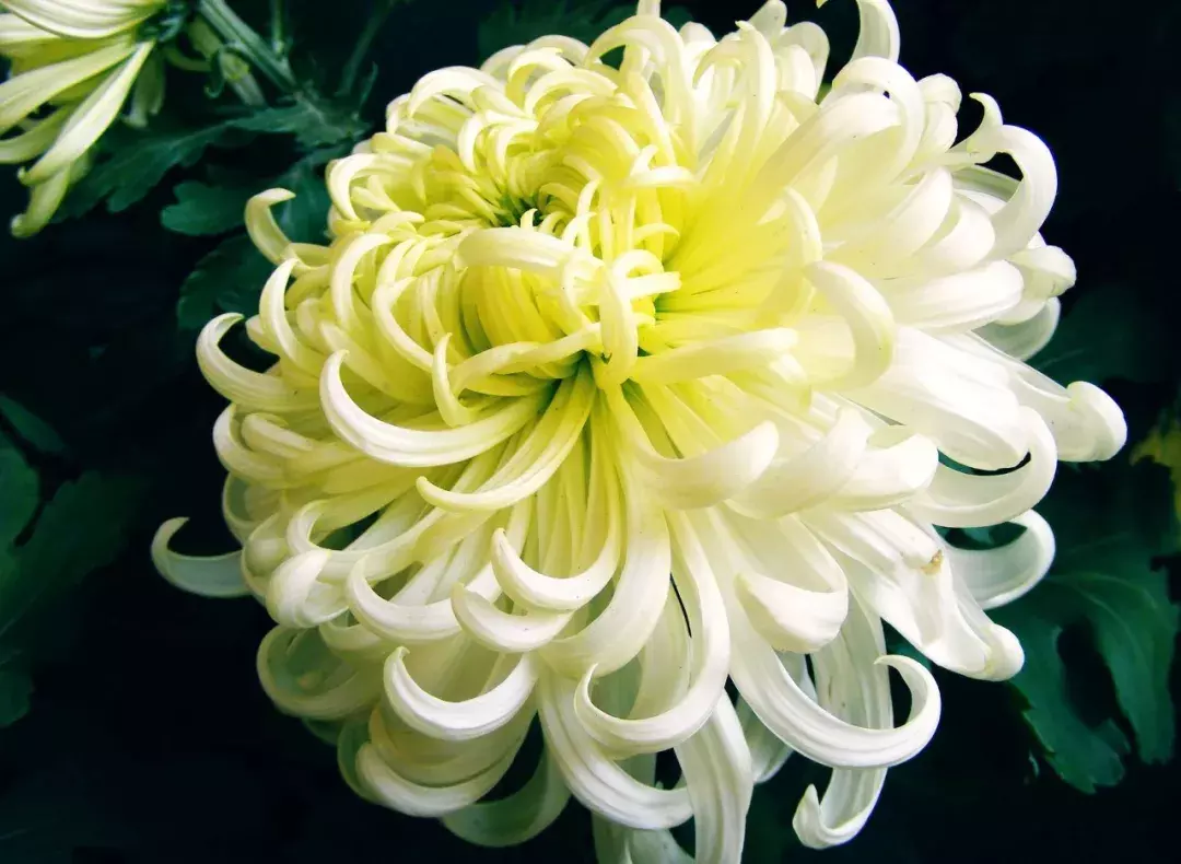 重阳节古诗词大全（重阳节诗句古诗大全）