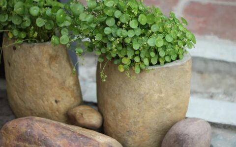 禅语人生境界的句子（心境淡然的禅语）