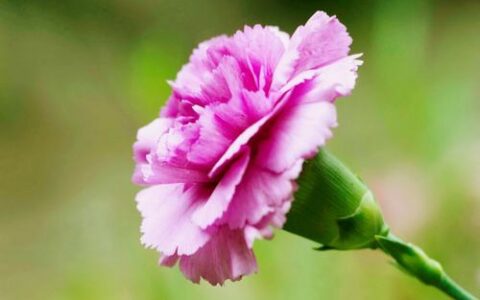 过节祝福公司发展的霸气话（对公司的发展美好祝愿）