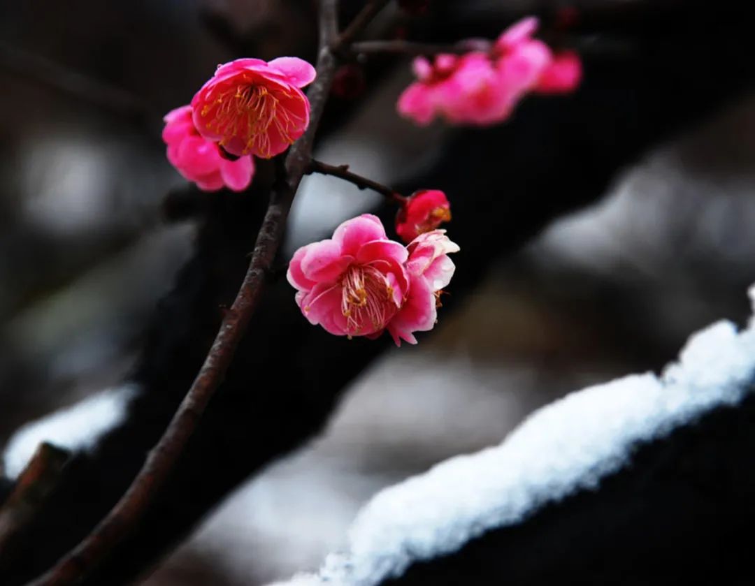 关于梅花的句子唯美（赞美梅花的句子唯美短句）