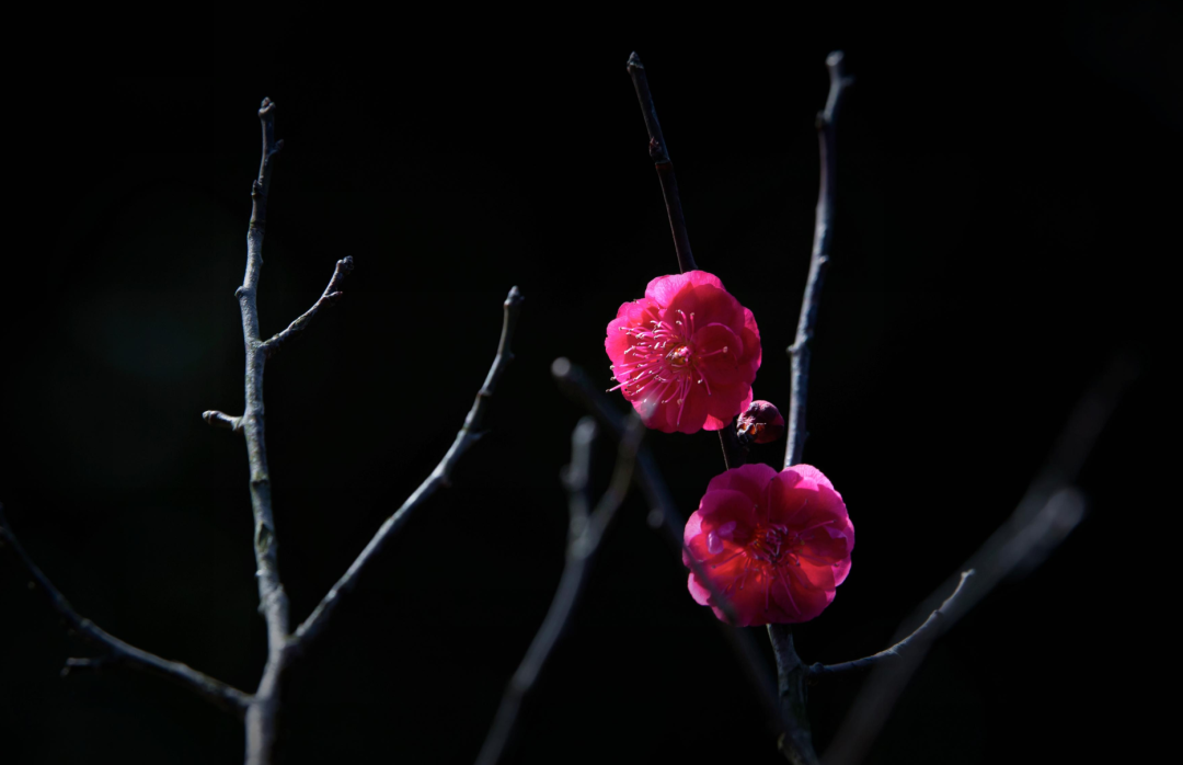 关于梅花的句子唯美（赞美梅花的句子唯美短句）