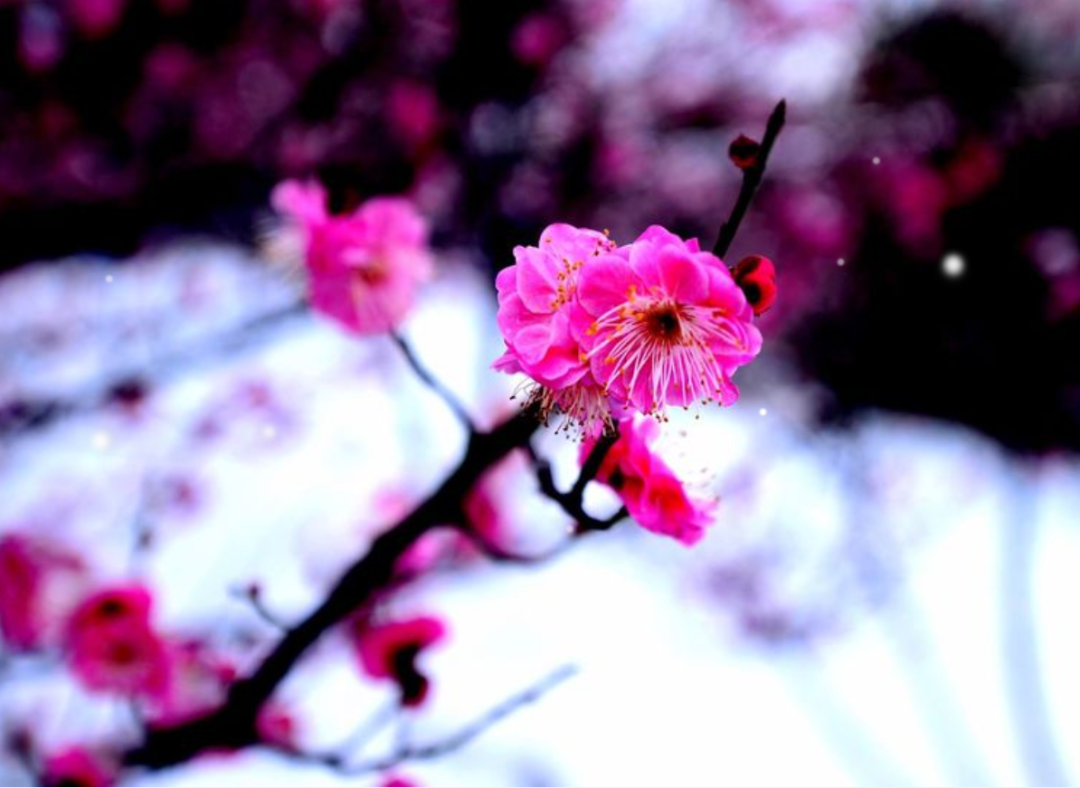 关于梅花的句子唯美（赞美梅花的句子唯美短句）