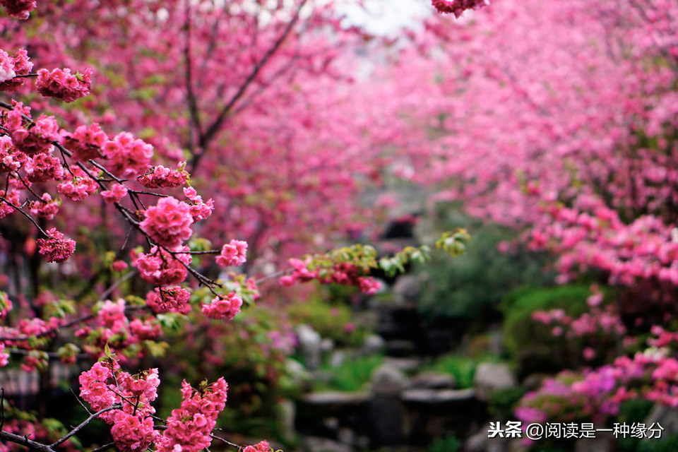 桃花源记赏析200字（桃花源记的诗意理解）